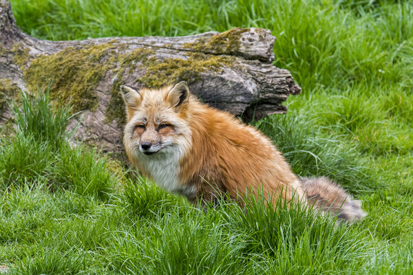 Red Fox in Grassland Picture Board by Arterra 