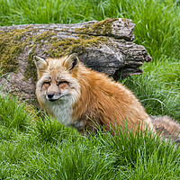 Buy canvas prints of Red Fox in Grassland by Arterra 