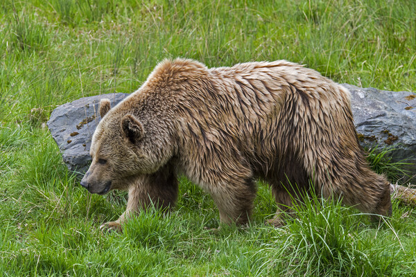 European Brown Bear in Meadow Picture Board by Arterra 