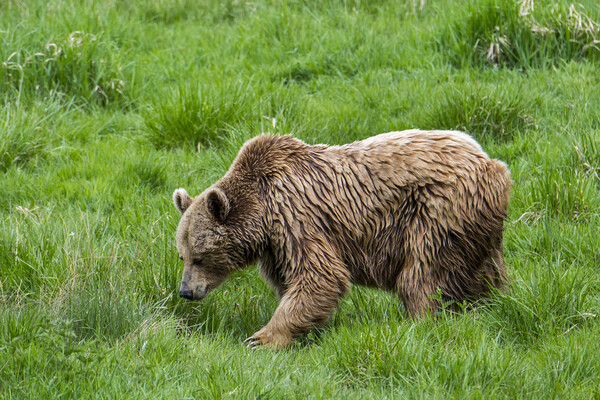 Brown Bear in Grassland Picture Board by Arterra 