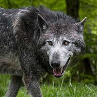 Buy canvas prints of Black Northwestern Wolf by Arterra 