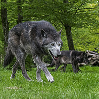 Buy canvas prints of Black Wolves Hunting in Woodland by Arterra 