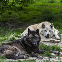Buy canvas prints of Black and White Wolves by Arterra 