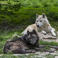 Buy canvas prints of Black and White Timber Wolves by Arterra 