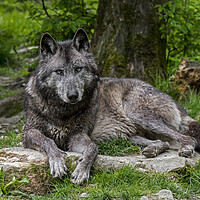 Buy canvas prints of Black Wolf in Wood by Arterra 