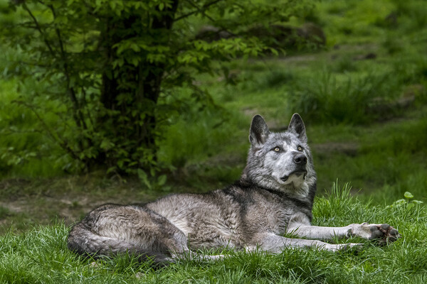 Mackenzie Valley Wolf in Woodland Picture Board by Arterra 