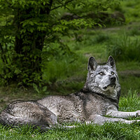 Buy canvas prints of Mackenzie Valley Wolf in Woodland by Arterra 