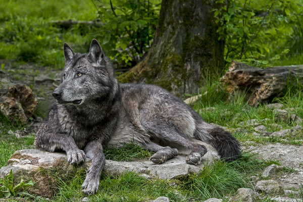 Black Wolf in Forest Picture Board by Arterra 