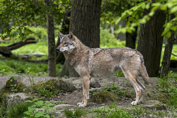 Lone European Wolf in Woodland Picture Board by Arterra 