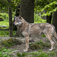 Buy canvas prints of Lone European Wolf in Woodland by Arterra 