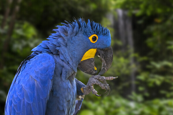 Hyacinth Macaw in Rain Forest Picture Board by Arterra 