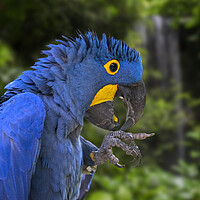 Buy canvas prints of Hyacinth Macaw in Rain Forest by Arterra 