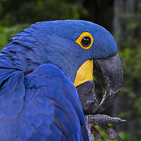 Buy canvas prints of Hyacinth Macaw by Arterra 