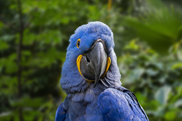 Hyacinth Macaw in Jungle Picture Board by Arterra 