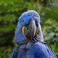 Buy canvas prints of Hyacinth Macaw in Jungle by Arterra 