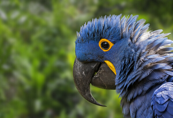 Hyacinth Macaw Close-Up Picture Board by Arterra 