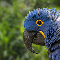 Buy canvas prints of Hyacinth Macaw Close-Up by Arterra 