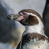 Buy canvas prints of Humboldt Penguin by Arterra 