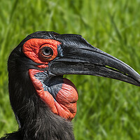 Buy canvas prints of Southern Ground Hornbill  by Arterra 