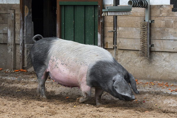 Swabian-Hall Swine at Farm Picture Board by Arterra 