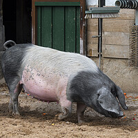 Buy canvas prints of Swabian-Hall Swine at Farm by Arterra 