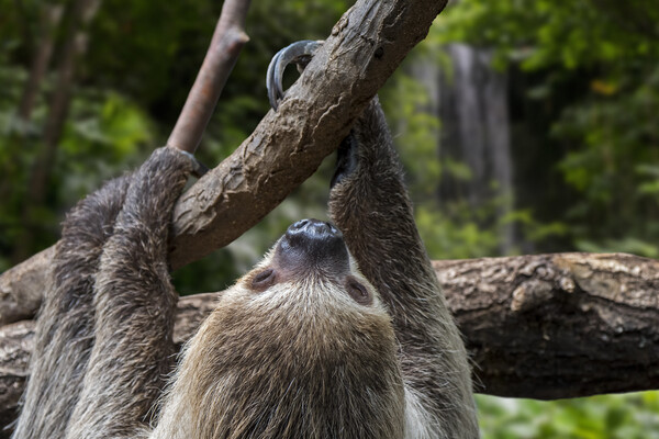 Linnaeus's Two-Toed Sloth in Rainforest Picture Board by Arterra 