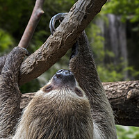 Buy canvas prints of Linnaeus's Two-Toed Sloth in Rainforest by Arterra 