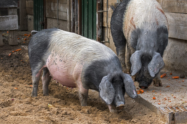 Two Swabian-Hall Swines at Farm Picture Board by Arterra 