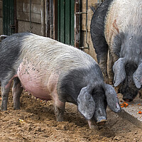 Buy canvas prints of Two Swabian-Hall Swines at Farm by Arterra 