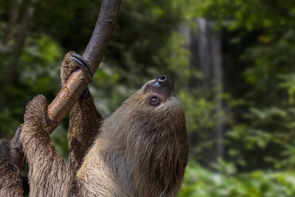 Linnaeus's two-toed sloth in Rain Forest Picture Board by Arterra 