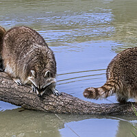 Buy canvas prints of Three Raccoons on Tree Trunk in Pond by Arterra 