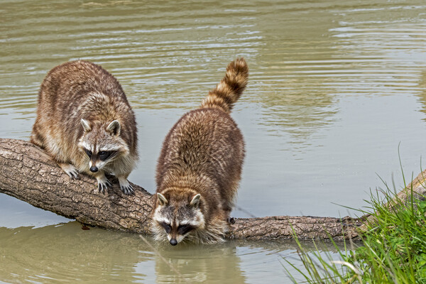 Raccoons Washing Food in Pond Picture Board by Arterra 