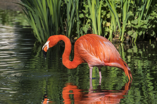 American flamingo Picture Board by Arterra 