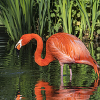 Buy canvas prints of American flamingo by Arterra 