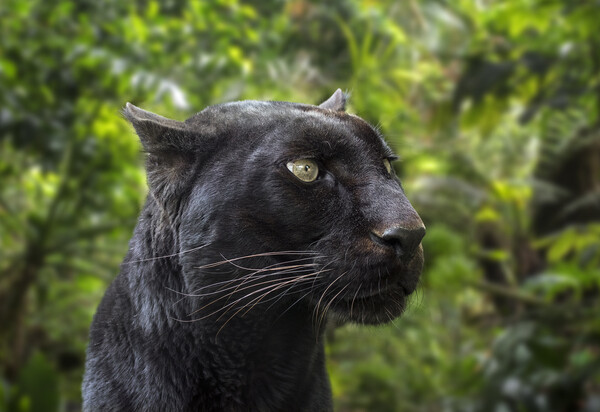Black Panther in Rainforest Picture Board by Arterra 