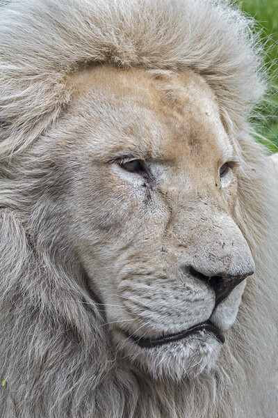 Male White Lion Picture Board by Arterra 