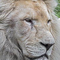 Buy canvas prints of Male White Lion by Arterra 