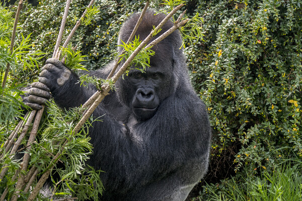 Silverback Gorilla in Forest Picture Board by Arterra 