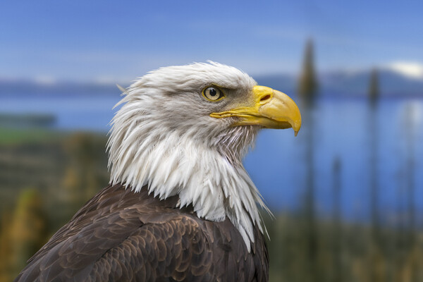 Bald Eagle Picture Board by Arterra 