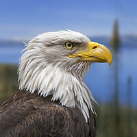 Buy canvas prints of Bald Eagle by Arterra 