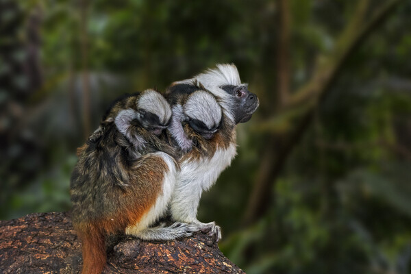 Crested Tamarin with Babies Picture Board by Arterra 