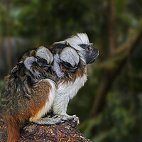 Buy canvas prints of Crested Tamarin with Babies by Arterra 