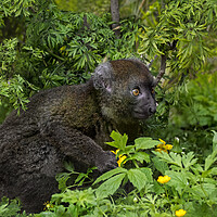 Buy canvas prints of Greater Bamboo Lemur by Arterra 