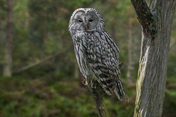 Ural Owl in Woodland Picture Board by Arterra 