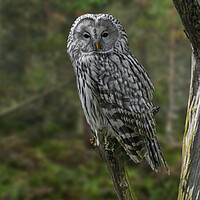 Buy canvas prints of Ural Owl in Woodland by Arterra 