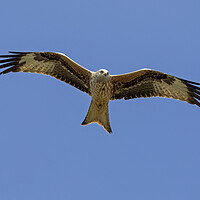 Buy canvas prints of Soaring Red Kite by Arterra 