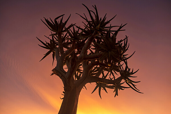 Quiver Tree at Sunset Picture Board by Arterra 