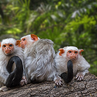 Buy canvas prints of Silvery Marmosets in Rain Forest by Arterra 