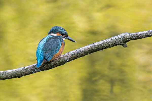 Juvenile Kingfisher Picture Board by Arterra 