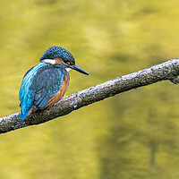 Buy canvas prints of Juvenile Kingfisher by Arterra 